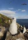 Black-browed Albatross chick sitting in a mud cup nest Royalty Free Stock Photo