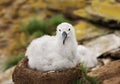 Black-browed Albatross chick sitting in the nest Royalty Free Stock Photo