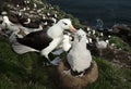 Black-browed Albatross with a chick sitting in the nest Royalty Free Stock Photo