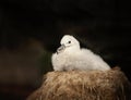 Black-browed Albatross chick sitting in the nest Royalty Free Stock Photo