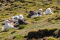 Black Browed Albatross Colony Royalty Free Stock Photo