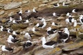Black-browed Albatross colony Royalty Free Stock Photo