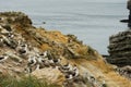 A Black-Browed Albatross Colony on a steep hillside in the Falkland islands. Royalty Free Stock Photo