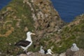 Black-browed Albatross colony on West Point Island Royalty Free Stock Photo