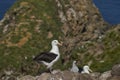 Black-browed Albatross colony on West Point Island Royalty Free Stock Photo