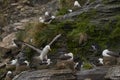 Black-browed Albatross coming in to land on Saunders Island