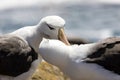 Black-browed Albatross couple scratches each other`s neck with their beak on Saunders Island, Falkland Islands Royalty Free Stock Photo