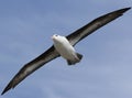 Black-browed albatross (Diomedea melanophris) Royalty Free Stock Photo