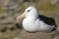 Black-browed albatross (Diomedea melanophris)