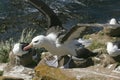 Black-browed albatross (Diomedea melanophris) Royalty Free Stock Photo