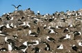 Black-Browed Albatross, diomedea melanophris, Nesting Colony, Adult in Flight, Drake Passage in Antarctica Royalty Free Stock Photo