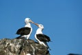 BLACK-BROWED ALBATROSS diomedea melanophris, PAIR COURTING, DRAKE PASSAGE IN ANTARCTICA