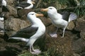 BLACK-BROWED ALBATROSS diomedea melanophris, PAIR COURTING, DRAKE PASSAGE IN ANTARCTICA