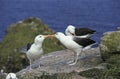 BLACK-BROWED ALBATROSS diomedea melanophris, PAIR COURTING, DRAKE PASSAGE IN ANTARCTICA