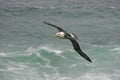Black-browed albatross, Diomedea melanophris