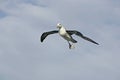 Black-browed albatross, Diomedea melanophris Royalty Free Stock Photo