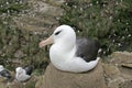 Black-browed albatross, Diomedea melanophris Royalty Free Stock Photo