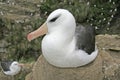 Black-browed albatross, Diomedea melanophris Royalty Free Stock Photo
