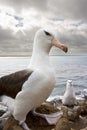 Black-browed Albatross - Falkland Islands Royalty Free Stock Photo