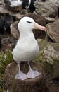 Black-browed Albatross - Falkland Islands Royalty Free Stock Photo