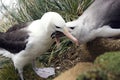 Black browed Albatross - Falkland Islands Royalty Free Stock Photo