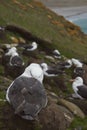 Black-browed Albatross in the Falkland Islands Royalty Free Stock Photo