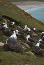 Black-browed Albatross in the Falkland Islands Royalty Free Stock Photo