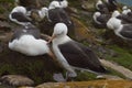 Black-browed Albatross in the Falkland Islands Royalty Free Stock Photo