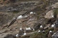 Black-browed Albatross - Falkland Islands Royalty Free Stock Photo