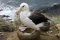 Black-browed Albatross - Falkland Islands Royalty Free Stock Photo