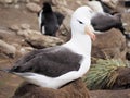 Black-browed albatross on Falklands