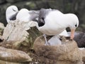 Black-browed albatross on Falklands