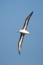 Black browed Albatross in flight against clear blue sky