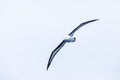 Black-Browed Albatross flying in the air with streched wings, seabird gliding with large wingspan foraging in Drake passage,
