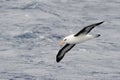 Black-browed Albatross Royalty Free Stock Photo
