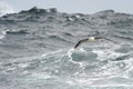 Black-browed Albatross