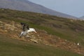 Black-browed Albatross landing - Falkland Islands Royalty Free Stock Photo