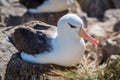 Black-browed albatross lying on nest in colony Royalty Free Stock Photo