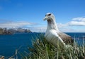 Black-browed albatross on the nest