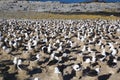 Black-browed Albatross nesting area Royalty Free Stock Photo