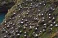 Black-browed Albatross nesting on the Falkland Islands