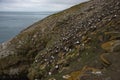 Black-browed Albatross nesting on the Falkland Islands