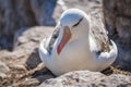 Black-browed albatross nesting on rocks in sunshine Royalty Free Stock Photo