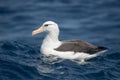 Black browed Albatross resting on the sea Royalty Free Stock Photo