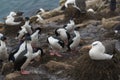 Black-browed Albatross on Saunders Island in the Falkland Islands