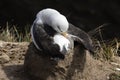 Black-browed Albatross sits on his nest and cleans his feathers with his beak on Saunders Island, Falkland Islands Royalty Free Stock Photo