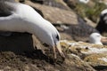 Black-browed Albatross sits on his nest and grabs dirt with his beak to reinforce the nest on Saunders Island, Falkland Islands Royalty Free Stock Photo