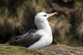 Black-browed Albatross sits on his nest and has his beak wide open on Saunders Island, Falkland Islands Royalty Free Stock Photo