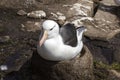 Black-browed Albatross sits on his nest on Saunders Island, Falkland Islands Royalty Free Stock Photo