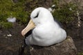 Black-browed Albatross sits on his nest on Saunders Island, Falkland Islands Royalty Free Stock Photo